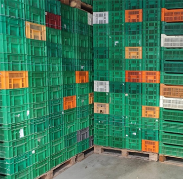 Lote de 100.000 cajas agrícolas en Murcia: una solución sostenible y rentable